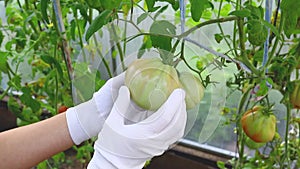 A farmer inspects green tomato fruits grown in a greenhouse for harmful insects and diseases