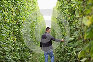 A farmer inspects his field. Green field of beans