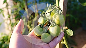 Farmer inspects his tomato crop. green organic tomatoes on the branch.