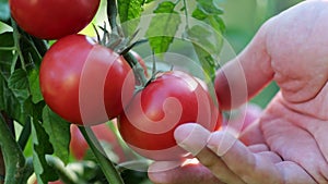 Farmer inspects his tomato crop. Red ripe organic