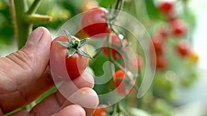 Farmer inspects his tomato crop. Red ripe organic tomatoes on the branch. Male hand touching ripe tomatoes. Organic