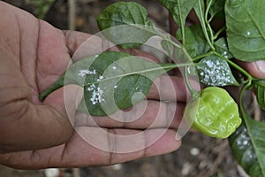 A farmer inspects and holds chili leaves that have been infected with whiteflies