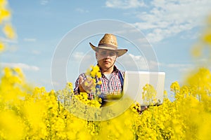 A farmer inspects rapeseed