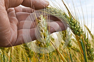 A Farmer Inspects Winter Wheat