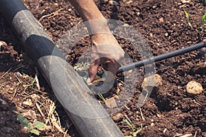 Farmer are Installation of drip irrigation system used in agriculture
