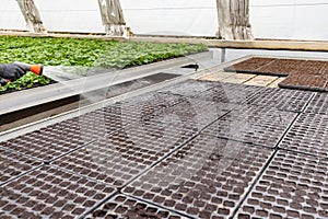 Farmer irrigate the soil