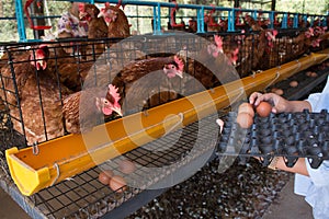 Fresh eggs in farm