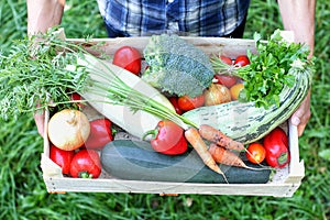 Farmer keeps a box of vegetables. Autumn harvesting concept. Top