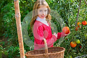 Farmer kid girl harvesting tomatoes