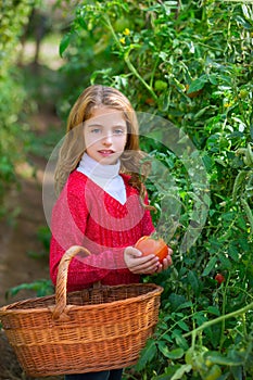 Farmer kid girl harvesting tomatoes