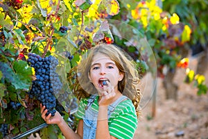 Farmer kid girl in vineyard eating grape in mediterranean autumn