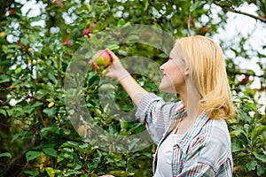 Farmer lady picking ripe fruit from tree. Harvesting concept. Woman hold ripe apple tree background. Farm producing