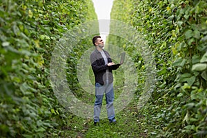 Farmer with laptop on green bean plantation. Harvest of beans