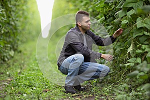 Farmer on a large green field. Growing green beans