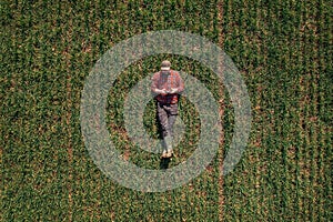 Farmer laying on the ground and using drone remote controller to observe cultivated wheat field in smart farming concept