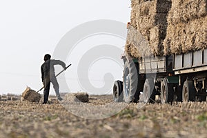 Farmer is loading bales straw in a tractor trailer