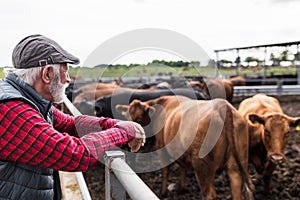 Farmer looking at cattle on ranch