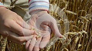 Farmer looking and checking crop grains
