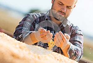 Farmer looking at corn grains in tractor trailer