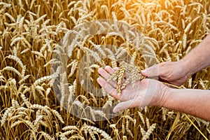 A farmer looks at the ripeness of wheat