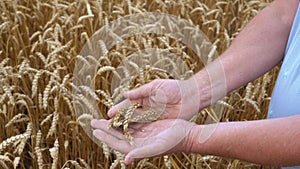 A farmer looks at the ripeness of wheat grains hands close up
