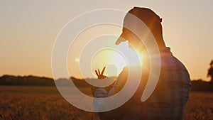 A farmer looks at a spike of wheat, a silhouette against the background of a field where the sun sets