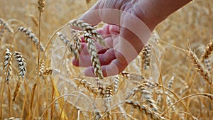 Farmer looks wheat grains In hand in wheat field