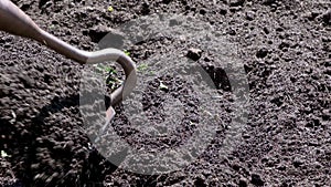 Farmer loosen the ground for planting by heavy-duty grubbing hoe