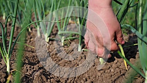 A farmer loosens the soil around a young green onion. Agriculture concept. Field of green onions. Business Farm