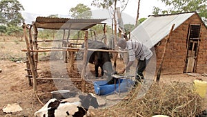 Kenyan farmer cuts feed for his cow and calf