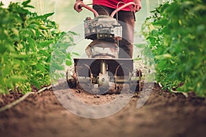 Farmer with a machine cultivator digs the soil in the vegetable garden. Tomatoes plants in a greenhouse