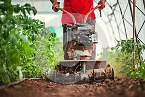 Farmer with a machine cultivator digs the soil in the vegetable garden. Tomatoes plants in a greenhouse