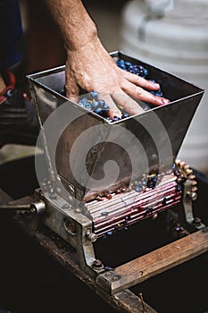 Farmer making red vine from purple grpapes