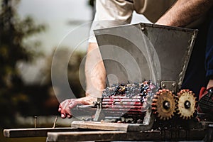 Farmer making red vine from purple grpapes