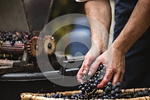 Farmer making red vine from purple grpapes