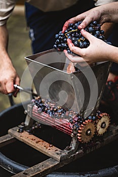 Farmer making red vine from purple grpapes