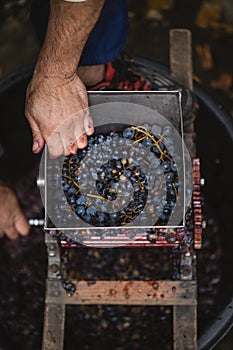 Farmer making red vine from purple grpapes