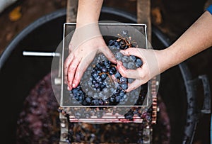 Farmer making red vine from purple grpapes