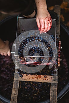 Farmer making red vine from purple grpapes