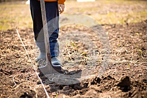 farmer man boot on spade prepare for digging. Worker loosen black dirt soil with shovel in garden at farm. griculture