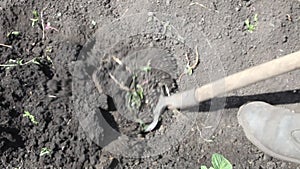 Farmer man digs ground old dirty prongs. The man in the garden with a prongs digging a hole in the ground