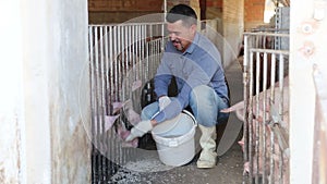 farmer man feeding hogs