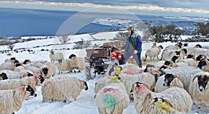 Farmer Man feeding sheep in snow