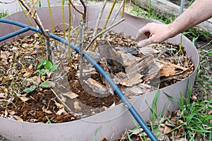 Farmer man in the garden mulches young blueberry bushes with pine bark.