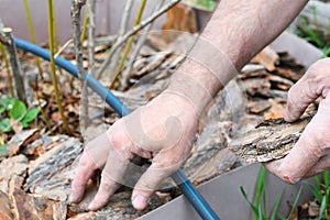 Farmer man in the garden mulches young blueberry bushes with pine bark.