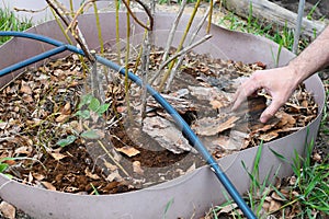 Farmer man in the garden mulches young blueberry bushes with pine bark.