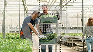 Farmer man growing fresh organic salads in greenhouse plantation