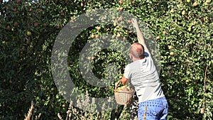 Farmer man guy harvesting ripe pear to wicker basket in orchard farm. 4K