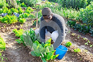 farmer man harvesting fresh green lettuce