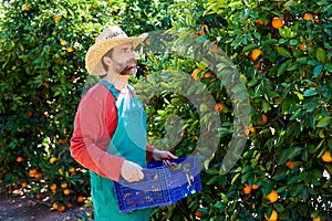 Farmer man harvesting oranges in an orange tree